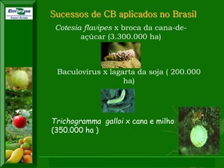 XI SICONBIOL 2009, “Controle biológico de pragas de fruteiras tropicais” 
Sucessos de CB aplicados no Brasil 
Cotesia flavipes x broca da cana-de-açúcar 
(3.300.000 ha) 
Baculovírus x lagarta da soja ( 200.000 
ha) 
Trichogramma galloi x cana e milho 
(350.000 ha ) 
 