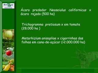 XI SICONBIOL 2009, “Controle biológico de pragas de fruteiras tropicais” 
Ácaro predador Neoseiulus californicus x ácaro rajado (500 ha) 
Metarhizium anisopliae x cigarrinhas das folhas em cana-de-açúcar (>2.000.000 ha) 
Trichogramma pretiosum x em tomate (28.000 ha )  