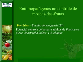 XI SICONBIOL 2009, “Controle biológico de pragas de fruteiras tropicais” 
Bactérias – Bacillus thuringiensis (Bt): 
Potencial controle de larvas e adultos de Bactrocera oleae, Anastrepha ludens e A. obliqua 
Entomopatógenos no controle de moscas-das-frutas  