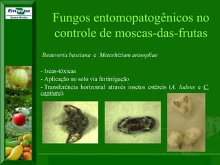 XI SICONBIOL 2009, “Controle biológico de pragas de fruteiras tropicais” 
Beauveria bassiana e Metarhizium anisopliae 
- Iscas-tóxicas 
- Aplicação no solo via fertirrigação 
- Transferência horizontal através insetos estéreis (A. ludens e C. capitata). 
Fungos entomopatogênicos no controle de moscas-das-frutas  