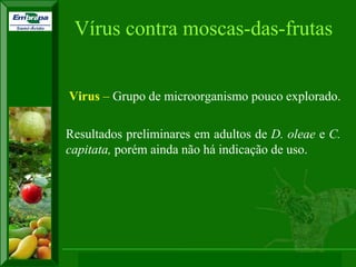 XI SICONBIOL 2009, “Controle biológico de pragas de fruteiras tropicais” 
Virus – Grupo de microorganismo pouco explorado. 
Resultados preliminares em adultos de D. oleae e C. capitata, porém ainda não há indicação de uso. 
Vírus contra moscas-das-frutas  
