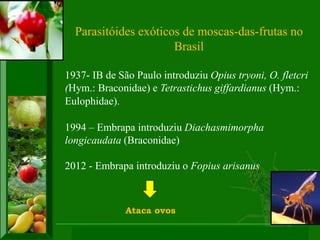 XI SICONBIOL 2009, “Controle biológico de pragas de fruteiras tropicais” 
Parasitóides exóticos de moscas-das-frutas no Brasil 
1937- IB de São Paulo introduziu Opius tryoni, O. fletcri (Hym.: Braconidae) e Tetrastichus giffardianus (Hym.: Eulophidae). 
1994 – Embrapa introduziu Diachasmimorpha longicaudata (Braconidae) 
2012 - Embrapa introduziu o Fopius arisanus 
Ataca ovos  