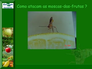XI SICONBIOL 2009, “Controle biológico de pragas de fruteiras tropicais” 
XXII CONGRESSO BRASILEIRO DE FRUTICULTURA 
Bento Gonçalves-RS, 22 a 26 de outubro de 2012 
Semiárido Como atacam as moscas-das-frutas ? 
 