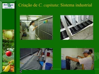 XI SICONBIOL 2009, “Controle biológico de pragas de fruteiras tropicais” 
Criação de C. capitata: Sistema industrial  