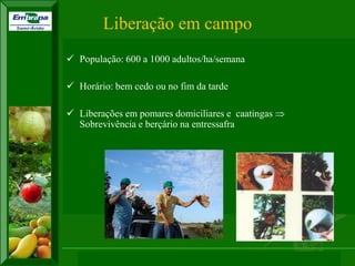XI SICONBIOL 2009, “Controle biológico de pragas de fruteiras tropicais” 
Liberação em campo 
 População: 600 a 1000 adultos/ha/semana 
 Horário: bem cedo ou no fim da tarde 
 Liberações em pomares domiciliares e caatingas  
Sobrevivência e berçário na entressafra 
 
