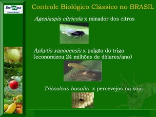 XI SICONBIOL 2009, “Controle biológico de pragas de fruteiras tropicais” 
Ageniaspis citricola x minador dos citros 
Aphytis yanonensis x pulgão do trigo (economizou 24 milhões de dólares/ano) 
Controle Biológico Clássico no BRASIL 
Trissolcus basalis x percevejos na soja 