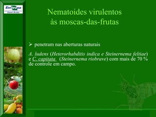 XI SICONBIOL 2009, “Controle biológico de pragas de fruteiras tropicais” 
Nematoides virulentos às moscas-das-frutas 
penetram nas aberturas naturais 
A. ludens (Heterorhabditis indica e Steinernema feltiae) e C. capitata (Steinernema riobrave) com mais de 70 % de controle em campo. 
 