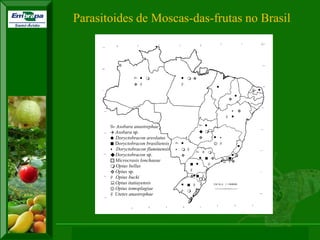 XI SICONBIOL 2009, “Controle biológico de pragas de fruteiras tropicais” 
 Asobara anastrephae 
 Asobara sp. 
 Doryctobracon areolatus 
 Doryctobracon brasiliensis 
 Doryctobracon fluminensis 
 Doryctobracon sp. 
 Microcrasis lonchaeae 
 Opius bellus 
 Opius sp. 
 Opius bucki 
 Opius itatiayensis 
 Opius tomoplagiae 
 Utetes anastrephae 
 
 
 
 
  
 
 
 
 
 
 
 
 
 
 
 
 
 
 
  
 
 
 
 
 
 
 
 
 
 
 
 
 
 
 
 
 
 
 
 
 
 
 
 
 
 
 
 
 
 
 
 
 
 
 
 
 
 
 
 
 
ESCALA 1: 15000000 
Parasitoides de Moscas-das-frutas no Brasil 
 