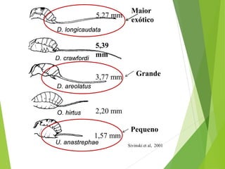 5,27 mm
3,77 mm
5,39
mm
2,20 mm
1,57 mm
Sivinski et al, 2001
Pequeno
Grande
Maior
exótico
 