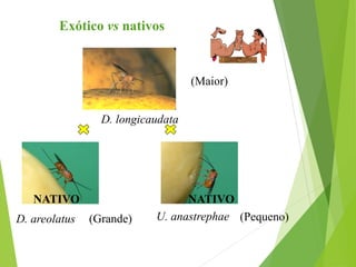 Exótico vs nativos
NATIVO NATIVO
D. longicaudata
D. areolatus U. anastrephae
(Maior)
(Grande) (Pequeno)
 