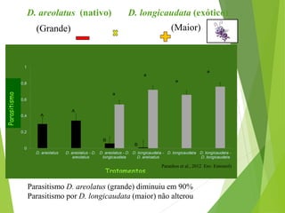 Parasitismo D. areolatus (grande) diminuiu em 90%
Parasitismo por D. longicaudata (maior) não alterou
D. areolatus (nativo) D. longicaudata (exótico)
Paranhos et al., 2012 Env. Entomol)
(Maior)(Grande)
 