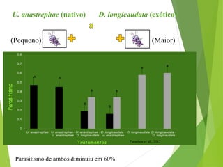 Parasitismo de ambos diminuiu em 60%
U. anastrephae (nativo) D. longicaudata (exótico)
Paranhos et al., 2012
(Maior)(Pequeno)
 