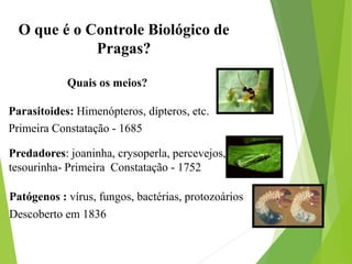 O que é o Controle Biológico de
Pragas?
Quais os meios?
Patógenos : vírus, fungos, bactérias, protozoários
Descoberto em 1836
Predadores: joaninha, crysoperla, percevejos,
tesourinha- Primeira Constatação - 1752
Parasitoides: Himenópteros, dípteros, etc.
Primeira Constatação - 1685
 
