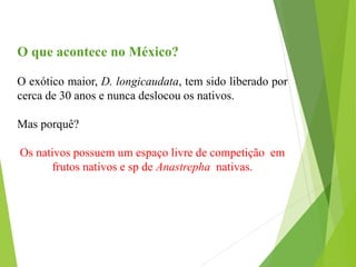 O que acontece no México?
O exótico maior, D. longicaudata, tem sido liberado por
cerca de 30 anos e nunca deslocou os nativos.
Mas porquê?
Os nativos possuem um espaço livre de competição em
frutos nativos e sp de Anastrepha nativas.
 