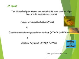 O ideal
Ter disponível pelo menos um parasitoide para cada estágio
imaturo de moscas-das-frutas
Fopius arisanus (ATACA OVOS)
e
Diachasmimorpha longicaudata + nativos (ATACA LARVAS)
e
Coptera haywardi (ATACA PUPAS)
Foto: Aguiar-Menezes et al., 2003
 
