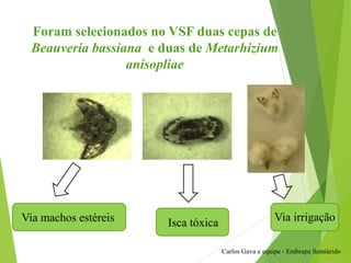 Isca tóxicaVia machos estéreis Via irrigação
Carlos Gava e equipe - Embrapa Semiárido
Foram selecionados no VSF duas cepas de
Beauveria bassiana e duas de Metarhizium
anisopliae
 