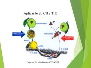 Aplicação do CB e TIE
Esquema Dr. Júlio Walder –CENA/USP
 