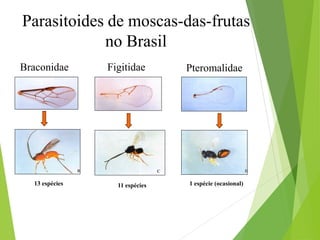 Parasitoides de moscas-das-frutas
no Brasil
Braconidae Figitidae Pteromalidae
13 espécies 11 espécies 1 espécie (ocasional)
 