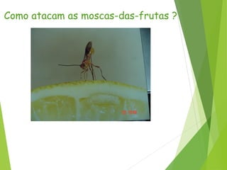 Como atacam as moscas-das-frutas ?
 