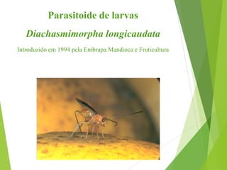 Parasitoide de larvas
Diachasmimorpha longicaudata
Introduzido em 1994 pela Embrapa Mandioca e Fruticultura
 
