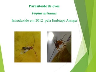 Parasitoide de ovos
Fopius arisanus
Introduzido em 2012 pela Embrapa Amapá
 
