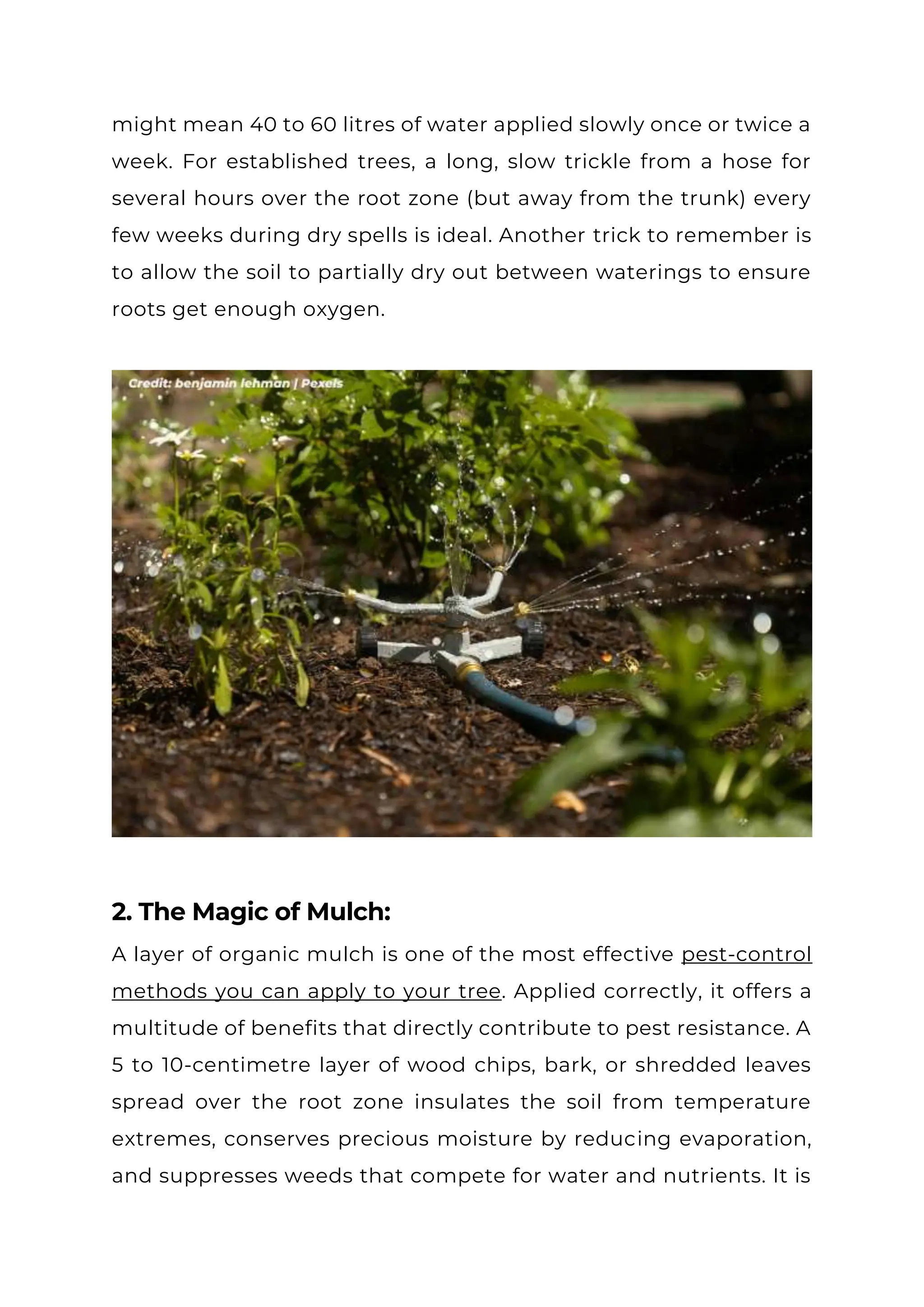 might mean 40 to 60 litres of water applied slowly once or twice a
week. For established trees, a long, slow trickle from a hose for
several hours over the root zone (but away from the trunk) every
few weeks during dry spells is ideal. Another trick to remember is
to allow the soil to partially dry out between waterings to ensure
roots get enough oxygen.
2. The Magic of Mulch:
A layer of organic mulch is one of the most effective pest-control
methods you can apply to your tree. Applied correctly, it offers a
multitude of benefits that directly contribute to pest resistance. A
5 to 10-centimetre layer of wood chips, bark, or shredded leaves
spread over the root zone insulates the soil from temperature
extremes, conserves precious moisture by reducing evaporation,
and suppresses weeds that compete for water and nutrients. It is
 