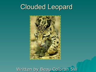 Clouded Leopard Written by Beau Colbran 5W 