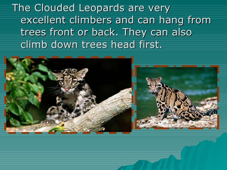 Beau clouded leopard