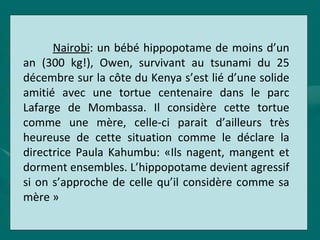 Nairobi: un bébé hippopotame de moins d’un
an (300 kg!), Owen, survivant au tsunami du 25
décembre sur la côte du Kenya s’est lié d’une solide
amitié avec une tortue centenaire dans le parc
Lafarge de Mombassa. Il considère cette tortue
comme une mère, celle-ci parait d’ailleurs très
heureuse de cette situation comme le déclare la
directrice Paula Kahumbu: «Ils nagent, mangent et
dorment ensembles. L’hippopotame devient agressif
si on s’approche de celle qu’il considère comme sa
mère »
 