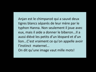 Anjan est le chimpanzé qui a sauvé deux
tigres blancs séparés de leur mère par le
typhon Hanna. Non seulement il joue avec
eux, mais il aide a donner le biberon...Il a
aussi élévé les petits d’un léopard et d’un
lion...C’est vraiment ce qu’on appelle avoir
l’instinct maternel...
On dit qu’une image vaut mille mots!
 