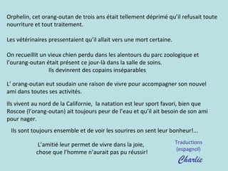 Orphelin, cet orang-outan de trois ans était tellement déprimé qu’il refusait toute
nourriture et tout traitement.

Les vétérinaires pressentaient qu’il allait vers une mort certaine.

On recueillit un vieux chien perdu dans les alentours du parc zoologique et
l’ourang-outan était présent ce jour-là dans la salle de soins.
                 Ils devinrent des copains inséparables

L’ orang-outan eut soudain une raison de vivre pour accompagner son nouvel
ami dans toutes ses activités.
Ils vivent au nord de la Californie, la natation est leur sport favori, bien que
Roscoe (l’orang-outan) ait toujours peur de l’eau et qu’il ait besoin de son ami
pour nager.
 Ils sont toujours ensemble et de voir les sourires on sent leur bonheur!...

            L’amitié leur permet de vivre dans la joie,               Traductions
                                                                      (espagnol)
           chose que l’homme n’aurait pas pu réussir!
                                                                       Charlie
 