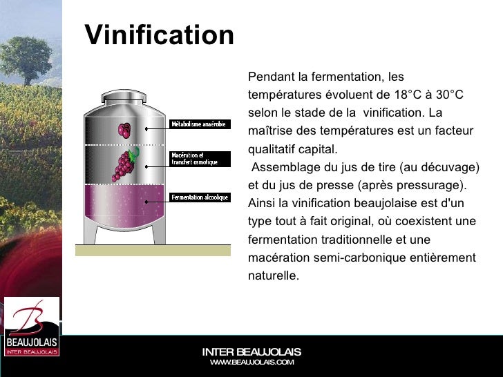 Beaujolais General Présentation 2008