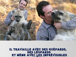 Il travaille avec des guépards, des léopards  et même avec les imprévisibles hyènes. 