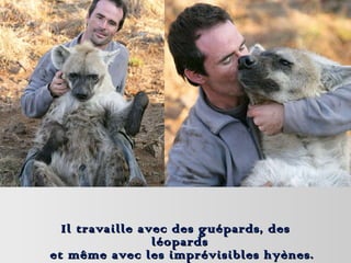Il travaille avec des guépards, des léopards  et même avec les imprévisibles hyènes. 