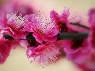 Beauté fleur macro   3   by anais_hanahis