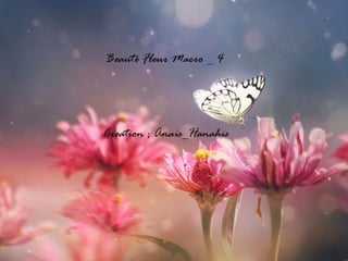 Beauté fleur macro   4   by anais_hanahis