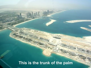 This is the trunk of the palm   