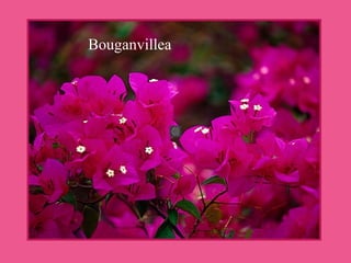 Bouganvillea
 