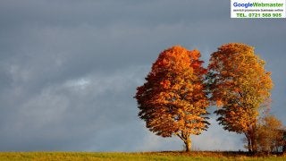 Beautiful autumn-trees-6189-1920x1080