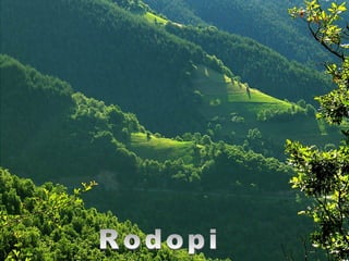 Rodopi 