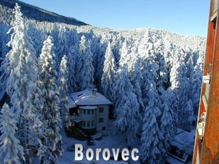 Borovec 