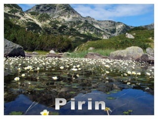 Pirin 