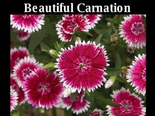 Beautiful Carnation 