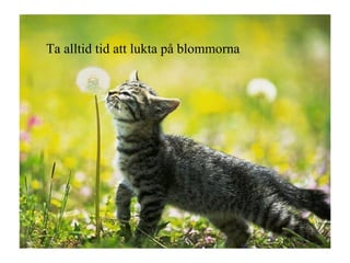 Ta alltid tid att lukta på blommorna 