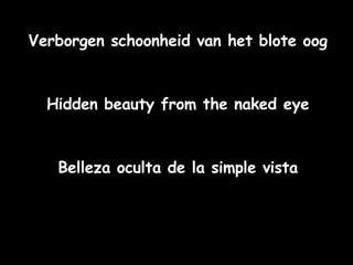 Verborgen schoonheid van het blote oog Hidden beauty from the naked eye Belleza oculta de la simple vista 