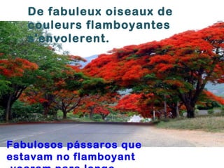 De fabuleux oiseaux de
   couleurs flamboyantes
   s'envolerent.




Fabulosos pássaros que
estavam no flamboyant
 