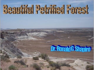 Dr. Ronald G. Shapiro  November 30, 2008 Beautiful Petrified Forest Dr. Ronald G. Shapiro 