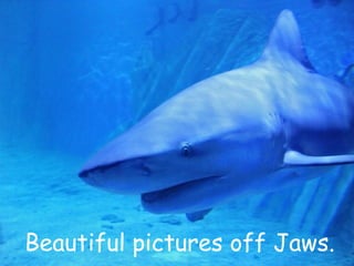 Beautiful pictures off Jaws. 