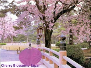 Cherry Blossoms  Japan      