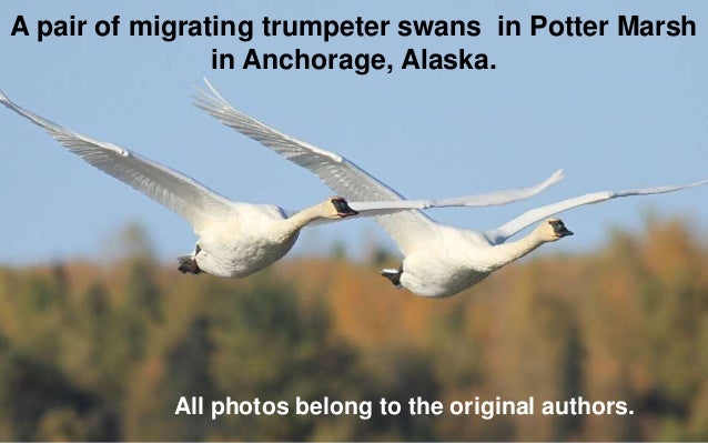 Beautiful Animal Migration In Pictures